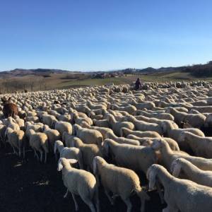 Foto Le donne della pastorizia: un film le racconta 3