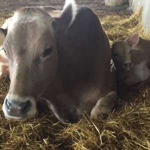 Foto Due sorelle e un’azienda agricola: di padre in figlie 4