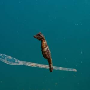 Foto Sguardi al femminile alla Festa del Cinema di Roma: l’impegno e la creatività delle registe 5