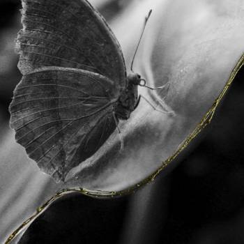 Foto: 'Eden. Il Giardino dell’anima': a Bologna la mostra di Anna Caterina Masotti 