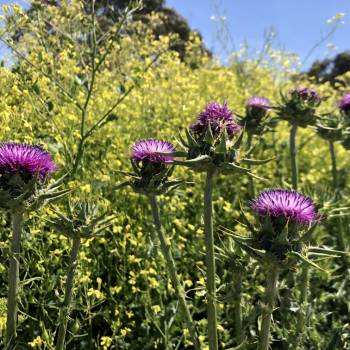 Foto: I bambini del bosco e il trauma del disincanto