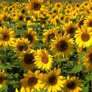 Foto: Il giardino di chicchessia, uno spazio aperto. Da votare!