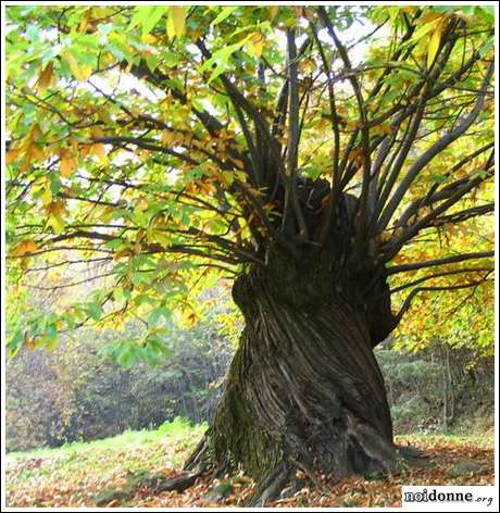 Foto: Il valore della biodiversità