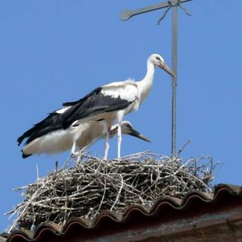 Foto: Mamma, ma che lavoro fa la cicogna?