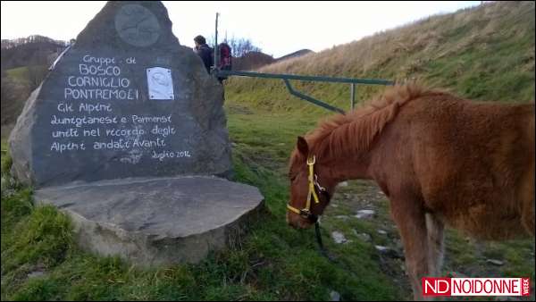 Foto: Viaggiare nella natura: ancora più bello quando due cavalle ti accompagnano